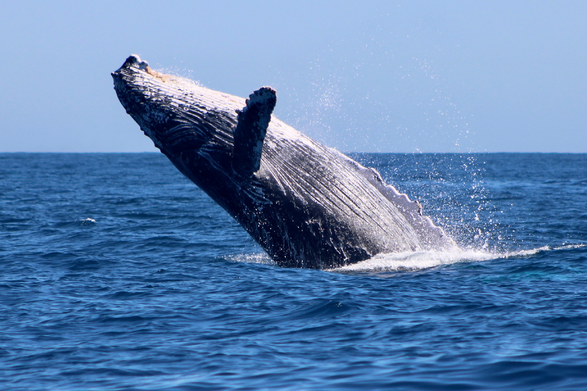 A humpback whale breaching out of the water off the Los Cabos coastline
